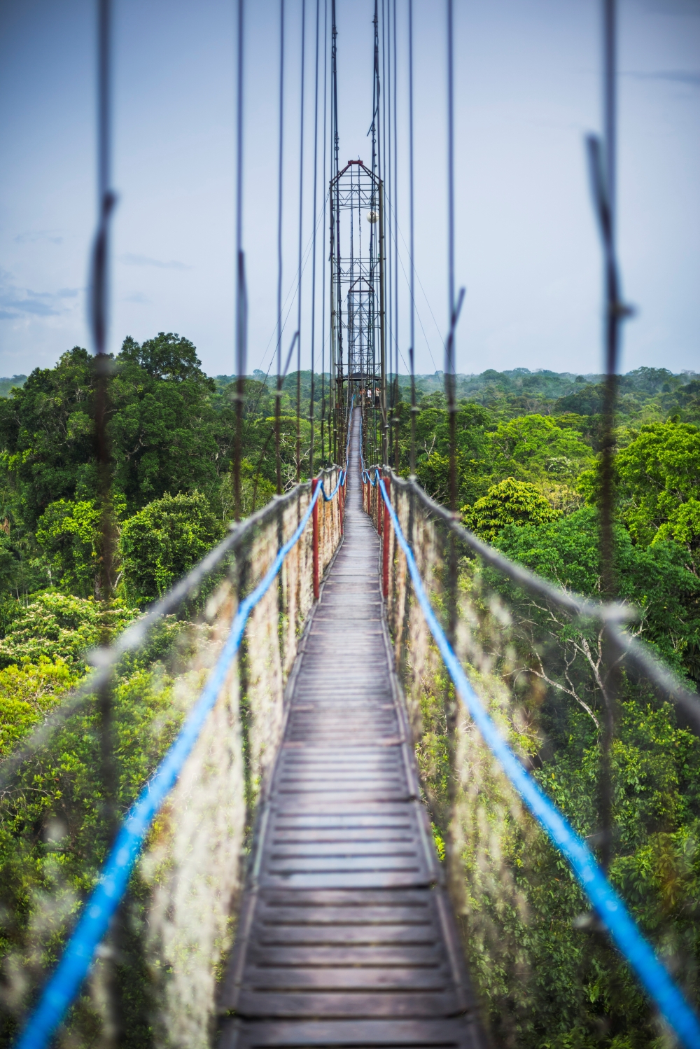 jungle-canopy-walk-in-amazon-rainforest-at-sacha-l-2026-03-09-03-26-38-utc